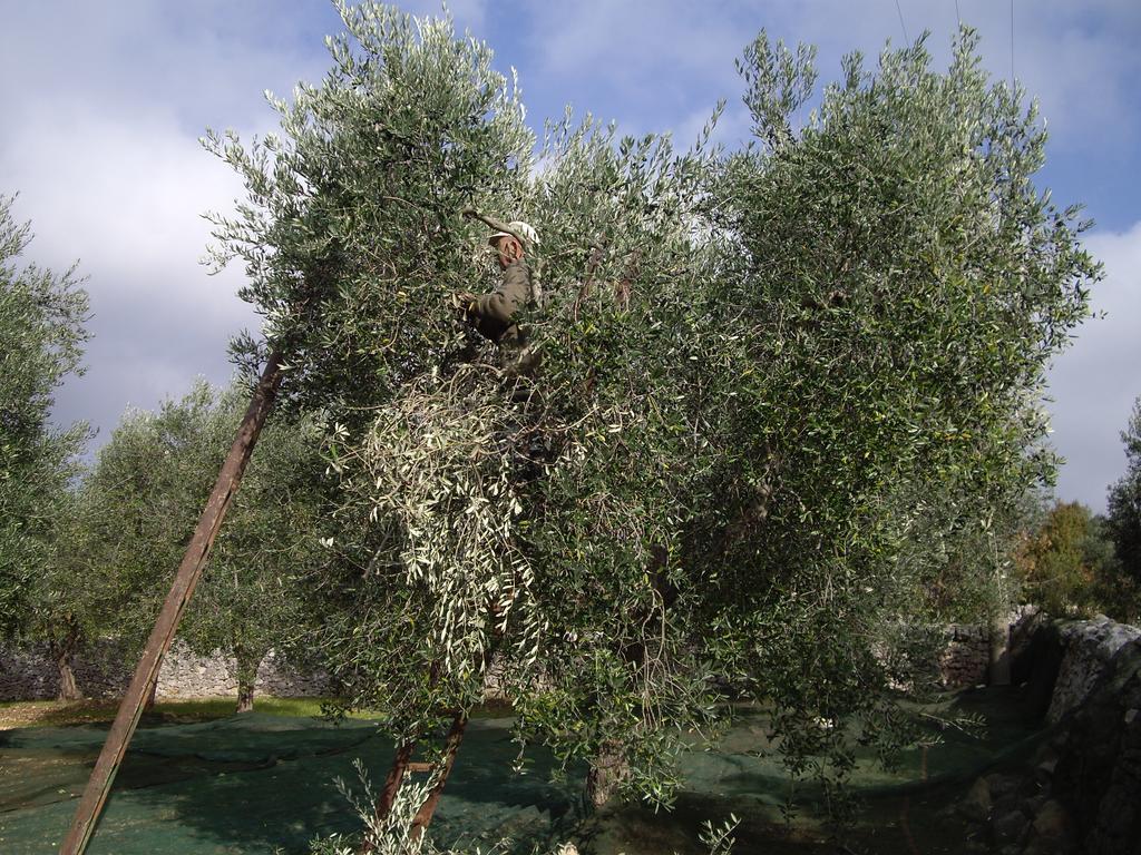 Trulli Convertini Locorotondo Dış mekan fotoğraf