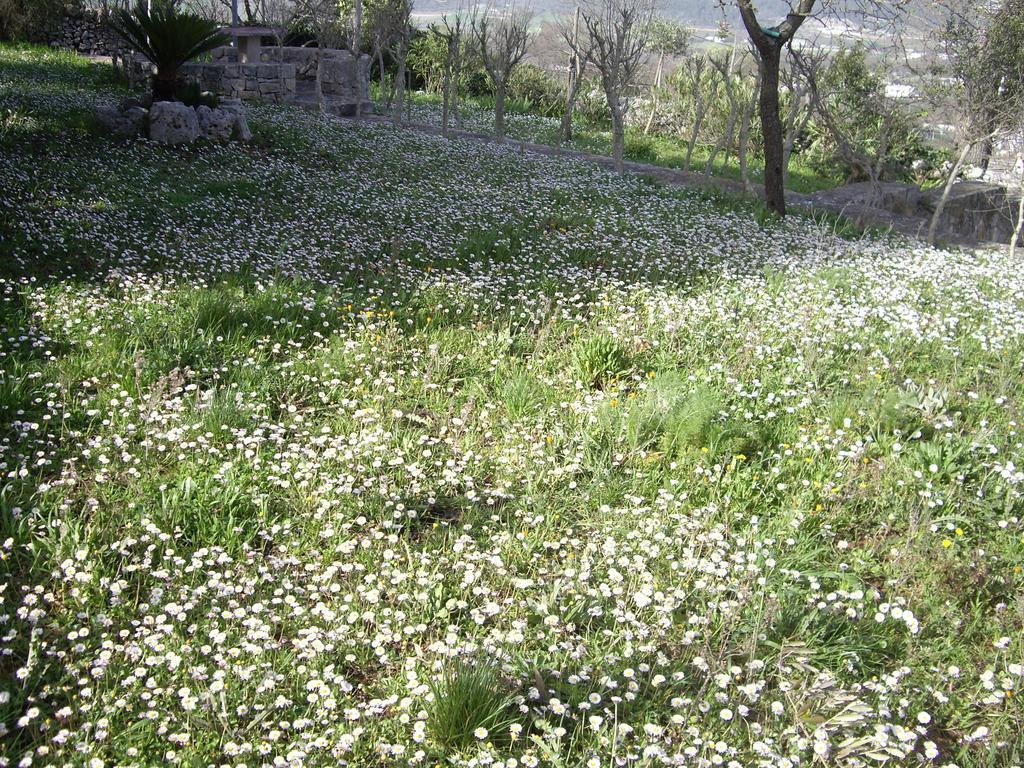 Trulli Convertini Locorotondo Oda fotoğraf
